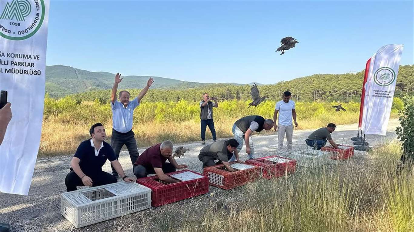    Kınalı keklikler doğaya salındı haberi
